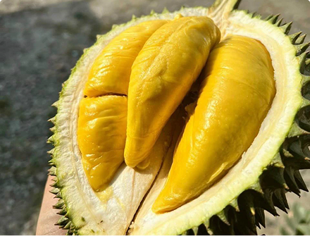 sầu riêng musang king
