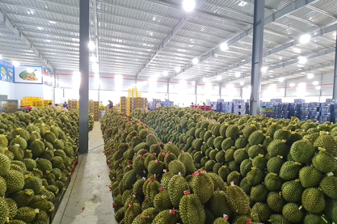 Thu mua sầu riêng