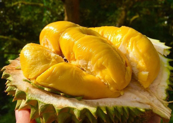 Cách chọn sầu riêng ngon: Những điều bạn nên biết (Hoàng Phát Agro)