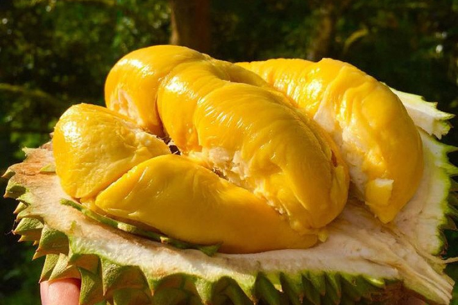 Sầu riêng Ri6 và Monthong có gì khác nhau?